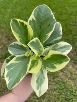 Variegated Peperomia Obtusifolia, Marble Rubber Spoonleaf Plant, Magnoliifolia Rubberplant, Very Filled In A 4 Inch Pot, Very Filled