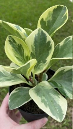 Variegated Peperomia Obtusifolia, Marble Rubber Spoonleaf Plant, Magnoliifolia Rubberplant, Very Filled In A 4 Inch Pot, Very Filled -Cheap Plantly Store il fullxfull.3447599999 qser