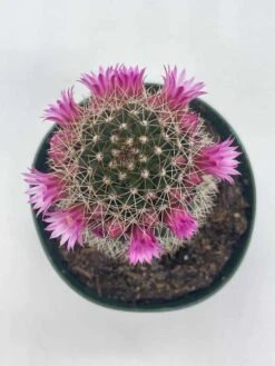 Old Lady Cactus, Old-Lady Pincushion, Mammillaria Hahniana -Cheap Plantly Store il fullxfull.3606903102 78aj