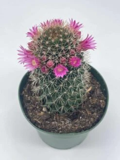 Old Lady Cactus, Old-Lady Pincushion, Mammillaria Hahniana -Cheap Plantly Store il fullxfull.3606903106 4k1w