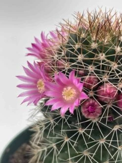 Old Lady Cactus, Old-Lady Pincushion, Mammillaria Hahniana -Cheap Plantly Store il fullxfull.3606903190 auw0
