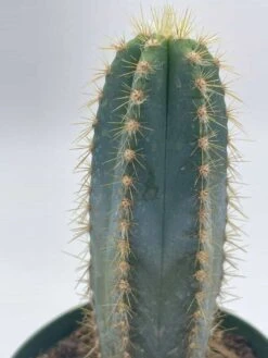 Blue Columnar Cactus, Pilosocereus Pachycladus Cacti, Column Cactus, Tall Blue Torch Cactus, In 2 Inch Square Pot -Cheap Plantly Store il fullxfull.3606911326 t6cf