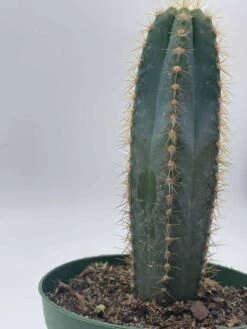Blue Columnar Cactus, Pilosocereus Pachycladus Cacti, Column Cactus, Tall Blue Torch Cactus, In 2 Inch Square Pot -Cheap Plantly Store il fullxfull.3606911334 g384
