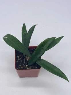 Hoya Minibelle Carnosa Honey Plant, Freckles, Silver Splash Speckled Variegated Krinkle Wax Honeyplant, Extremely Rare Limited Supply Potted -Cheap Plantly Store il fullxfull.3606912738 jer2