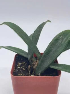 Hoya Minibelle Carnosa Honey Plant, Freckles, Silver Splash Speckled Variegated Krinkle Wax Honeyplant, Extremely Rare Limited Supply Potted -Cheap Plantly Store il fullxfull.3606912748 8t2c