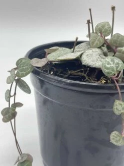String Of Hearts, Ceropegia Woodii, Very Filled In A 4 Inch Pot -Cheap Plantly Store il fullxfull.3606916910 6jyu