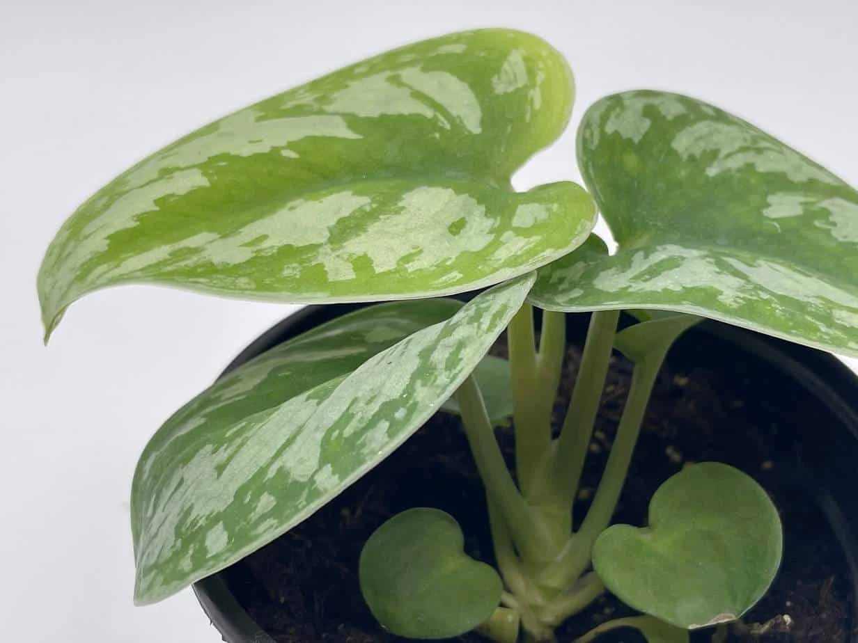 Satin Pothos, Silver Vine, Silver Cloud, Silk Pothos Silver Philodendron In A 4 Inch Pot, Very Filled 4 Satin Pothos, Silver Vine, Silver Cloud, Silk Pothos Silver Philodendron In A 4 Inch Pot, Very Filled - Image 2
