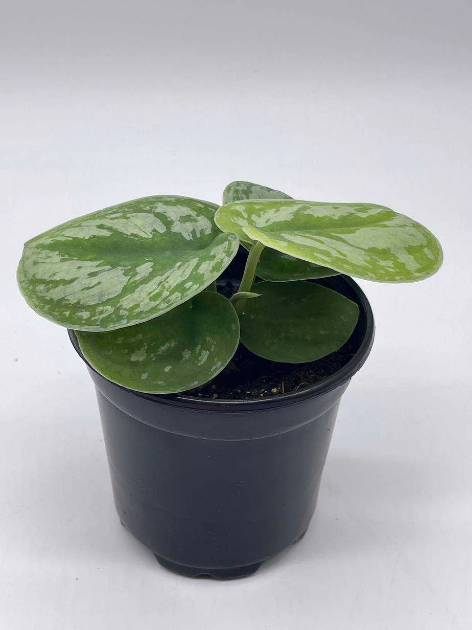 Satin Pothos, Silver Vine, Silver Cloud, Silk Pothos Silver Philodendron In A 4 Inch Pot, Very Filled 6 Satin Pothos, Silver Vine, Silver Cloud, Silk Pothos Silver Philodendron In A 4 Inch Pot, Very Filled - Image 4