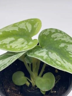 Satin Pothos, Silver Vine, Silver Cloud, Silk Pothos Silver Philodendron In A 4 Inch Pot, Very Filled 11 Satin Pothos, Silver Vine, Silver Cloud, Silk Pothos Silver Philodendron In A 4 Inch Pot, Very Filled -Cheap Plantly Store il fullxfull.3614288026 5c2n