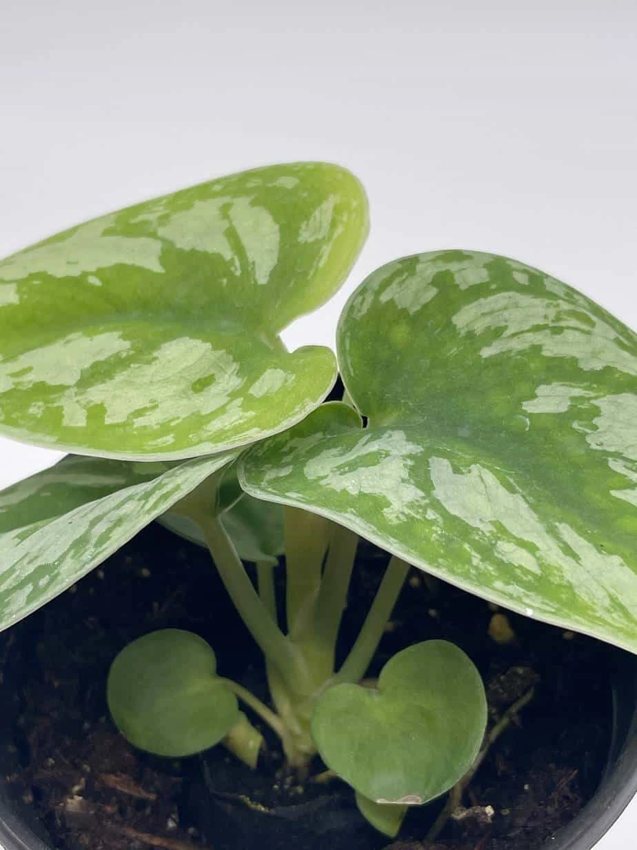 Satin Pothos, Silver Vine, Silver Cloud, Silk Pothos Silver Philodendron In A 4 Inch Pot, Very Filled 5 Satin Pothos, Silver Vine, Silver Cloud, Silk Pothos Silver Philodendron In A 4 Inch Pot, Very Filled - Image 3