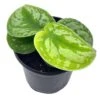 Satin Pothos, Silver Vine, Silver Cloud, Silk Pothos Silver Philodendron In A 4 Inch Pot, Very Filled -Cheap Plantly Store il fullxfull.3614288142 o6zg