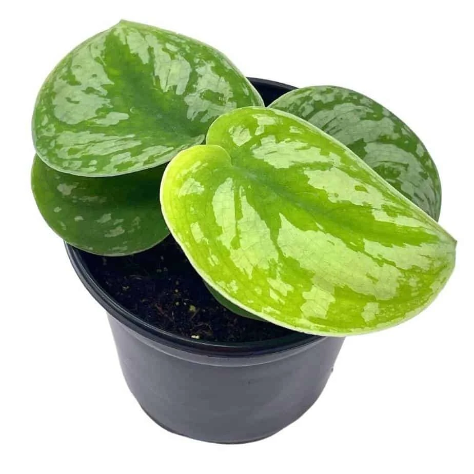 Satin Pothos, Silver Vine, Silver Cloud, Silk Pothos Silver Philodendron In A 4 Inch Pot, Very Filled 3 Satin Pothos, Silver Vine, Silver Cloud, Silk Pothos Silver Philodendron In A 4 Inch Pot, Very Filled