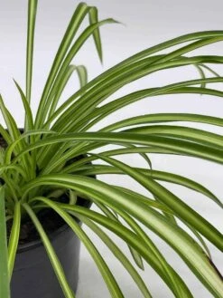Spider Plant, Chlorophytum Comosum, Ribbon Plant, In A 4 Inch Pot, Very Filled -Cheap Plantly Store il fullxfull.3614292676 p300