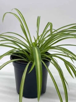 Spider Plant, Chlorophytum Comosum, Ribbon Plant, In A 4 Inch Pot, Very Filled -Cheap Plantly Store il fullxfull.3614292816 r91m