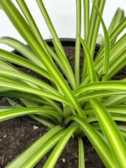 Spider Plant, Chlorophytum Comosum, Ribbon Plant, In A 4 Inch Pot, Very Filled -Cheap Plantly Store il fullxfull.3614292824 qkav