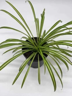 Spider Plant, Chlorophytum Comosum, Ribbon Plant, In A 4 Inch Pot, Very Filled -Cheap Plantly Store il fullxfull.3614292826 d94h