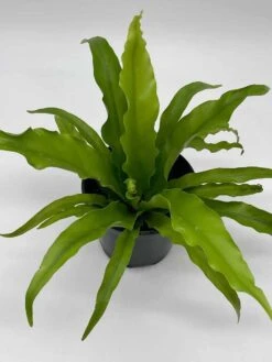 Bird's Nest Fern, Crissie, Asplenium Antiquum, Epiphytic Fern In A 4 Inch Pot, Very Filled 10 Bird's Nest Fern, Crissie, Asplenium Antiquum, Epiphytic Fern In A 4 Inch Pot, Very Filled -Cheap Plantly Store il fullxfull.3614294264 k1gs