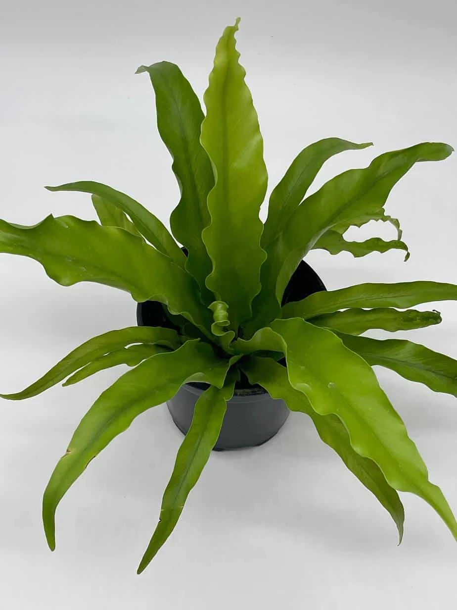 Bird's Nest Fern, Crissie, Asplenium Antiquum, Epiphytic Fern In A 4 Inch Pot, Very Filled 4 Bird's Nest Fern, Crissie, Asplenium Antiquum, Epiphytic Fern In A 4 Inch Pot, Very Filled - Image 2