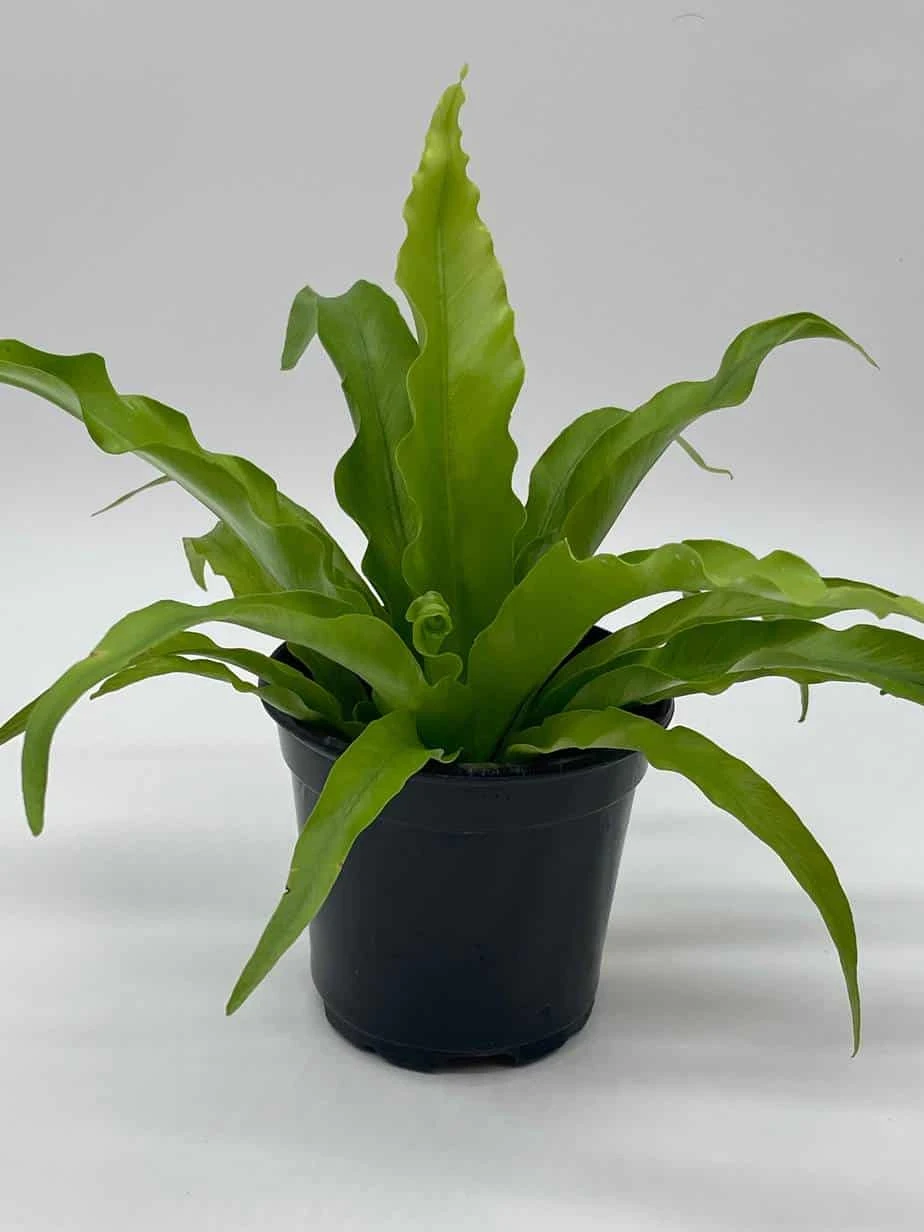 Bird's Nest Fern, Crissie, Asplenium Antiquum, Epiphytic Fern In A 4 Inch Pot, Very Filled 5 Bird's Nest Fern, Crissie, Asplenium Antiquum, Epiphytic Fern In A 4 Inch Pot, Very Filled - Image 3