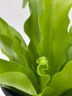 Bird's Nest Fern, Crissie, Asplenium Antiquum, Epiphytic Fern In A 4 Inch Pot, Very Filled 15 Bird's Nest Fern, Crissie, Asplenium Antiquum, Epiphytic Fern In A 4 Inch Pot, Very Filled -Cheap Plantly Store il fullxfull.3614294328 avv7