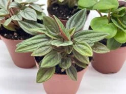 Peperomia Assortment, Foliage Set, Rosso, Frost, Albovittata, Caperata, Premium Succulent Collection, In 2 Inch Pots, Plant Gift -Cheap Plantly Store il fullxfull.3614296686 q6g8