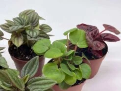 Peperomia Assortment, Foliage Set, Rosso, Frost, Albovittata, Caperata, Premium Succulent Collection, In 2 Inch Pots, Plant Gift -Cheap Plantly Store il fullxfull.3614296728 mpfb