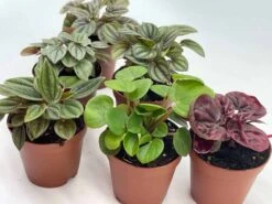 Peperomia Assortment, Foliage Set, Rosso, Frost, Albovittata, Caperata, Premium Succulent Collection, In 2 Inch Pots, Plant Gift -Cheap Plantly Store il fullxfull.3614296730 6y7f
