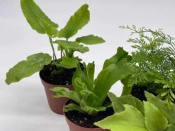 Fern Assortment, Foliage Set, Fishtail, Heart-Fern, Largeleaf Maidenhair, Parsley, Premium Succulent Collection, In 2 Inch Pots, Plant Gift -Cheap Plantly Store il fullxfull.3614304108 sfl3