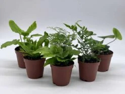 Fern Assortment, Foliage Set, Fishtail, Heart-Fern, Largeleaf Maidenhair, Parsley, Premium Succulent Collection, In 2 Inch Pots, Plant Gift -Cheap Plantly Store il fullxfull.3614304126 9aze