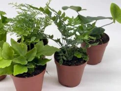 Fern Assortment, Foliage Set, Fishtail, Heart-Fern, Largeleaf Maidenhair, Parsley, Premium Succulent Collection, In 2 Inch Pots, Plant Gift -Cheap Plantly Store il fullxfull.3614304130 ikbe