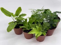 Fern Assortment, Foliage Set, Fishtail, Heart-Fern, Largeleaf Maidenhair, Parsley, Premium Succulent Collection, In 2 Inch Pots, Plant Gift -Cheap Plantly Store il fullxfull.3614304164 7xzh