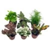 Premium Foliage Assortment, Colorful Fern Set, Asparagus Fern, African Violet And More, Succulent Collection, In 2 Inch Pots, Plant Gift