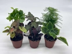 Premium Foliage Assortment, Colorful Fern Set, Asparagus Fern, African Violet And More, Succulent Collection, In 2 Inch Pots, Plant Gift 16 Premium Foliage Assortment, Colorful Fern Set, Asparagus Fern, African Violet And More, Succulent Collection, In 2 Inch Pots, Plant Gift -Cheap Plantly Store il fullxfull.3631143650 dx5l