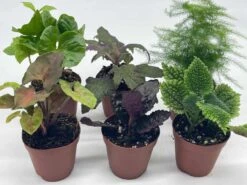 Premium Foliage Assortment, Colorful Fern Set, Asparagus Fern, African Violet And More, Succulent Collection, In 2 Inch Pots, Plant Gift 11 Premium Foliage Assortment, Colorful Fern Set, Asparagus Fern, African Violet And More, Succulent Collection, In 2 Inch Pots, Plant Gift -Cheap Plantly Store il fullxfull.3631143918 n7wk
