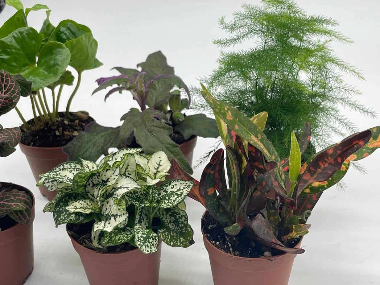 Premium Foliage Assortment, Colorful Fern Set, Asparagus Fern, African Violet And More, Succulent Collection, In 2 Inch Pots, Plant Gift 7 Premium Foliage Assortment, Colorful Fern Set, Asparagus Fern, African Violet And More, Succulent Collection, In 2 Inch Pots, Plant Gift - Image 5