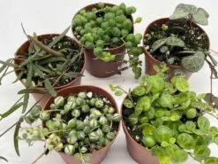 Succulent Strings Set, Variegated String Of Pearls, Turtles, Hearts, And Needles, Premium Collection, In 2 Inch Pots, Plant Gift -Cheap Plantly Store il fullxfull.3631149304 c59t
