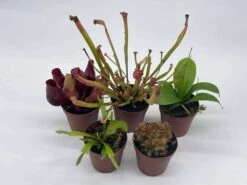 Carnivorous Plant Set, Venus Fly Trap Assortment, Rotundifolia, Live Potted Premium Collection, In 2 Inch Pots, Windowsill Plants, Gift -Cheap Plantly Store il fullxfull.3631155432 3lqe