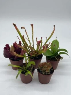Carnivorous Plant Set, Venus Fly Trap Assortment, Rotundifolia, Live Potted Premium Collection, In 2 Inch Pots, Windowsill Plants, Gift -Cheap Plantly Store il fullxfull.3631155512 aiwf