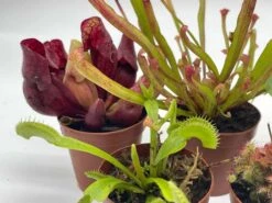 Carnivorous Plant Set, Venus Fly Trap Assortment, Rotundifolia, Live Potted Premium Collection, In 2 Inch Pots, Windowsill Plants, Gift -Cheap Plantly Store il fullxfull.3631155764 igdm