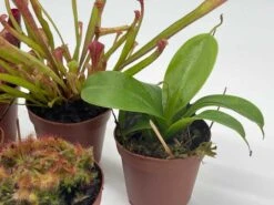 Carnivorous Plant Set, Venus Fly Trap Assortment, Rotundifolia, Live Potted Premium Collection, In 2 Inch Pots, Windowsill Plants, Gift -Cheap Plantly Store il fullxfull.3631156996 opsb