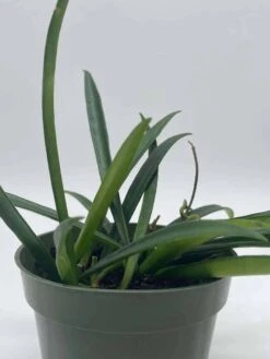 Hoya Kentiana, Very Full 4" Potted Starter, Ready For 6" Pot, Honeyplant Waxplant Porcelain Flower -Cheap Plantly Store il fullxfull.3631300648 n716