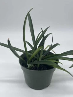 Hoya Kentiana, Very Full 4" Potted Starter, Ready For 6" Pot, Honeyplant Waxplant Porcelain Flower -Cheap Plantly Store il fullxfull.3631300650 flnu