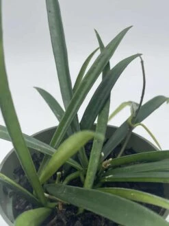 Hoya Kentiana, Very Full 4" Potted Starter, Ready For 6" Pot, Honeyplant Waxplant Porcelain Flower -Cheap Plantly Store il fullxfull.3631300660 ojna