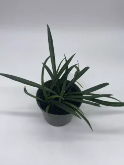 Hoya Kentiana, Very Full 4" Potted Starter, Ready For 6" Pot, Honeyplant Waxplant Porcelain Flower -Cheap Plantly Store il fullxfull.3631300662 br9v