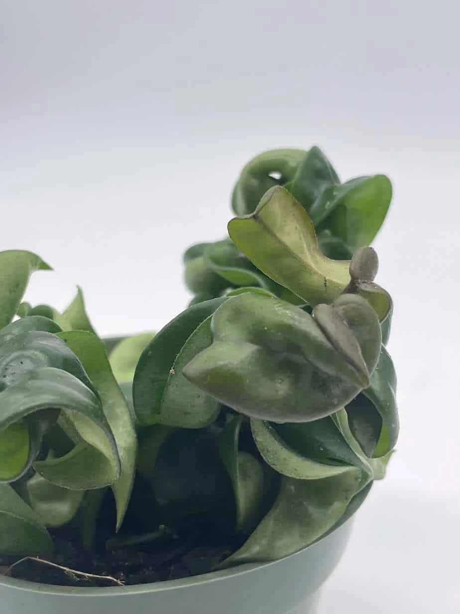 Hoya Hindu Rope Carnosa Compacta, Krinkle Kurl, Very Full 4" Potted Starter, Ready For 6" Pot, Honeyplant Waxplant Porcelain Flower 7 Hoya Hindu Rope Carnosa Compacta, Krinkle Kurl, Very Full 4" Potted Starter, Ready For 6" Pot, Honeyplant Waxplant Porcelain Flower - Image 5