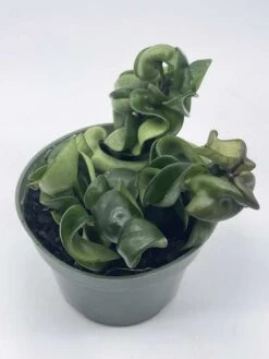 Hoya Hindu Rope Carnosa Compacta, Krinkle Kurl, Very Full 4" Potted Starter, Ready For 6" Pot, Honeyplant Waxplant Porcelain Flower 10 Hoya Hindu Rope Carnosa Compacta, Krinkle Kurl, Very Full 4" Potted Starter, Ready For 6" Pot, Honeyplant Waxplant Porcelain Flower -Cheap Plantly Store il fullxfull.3631304482 9x2g
