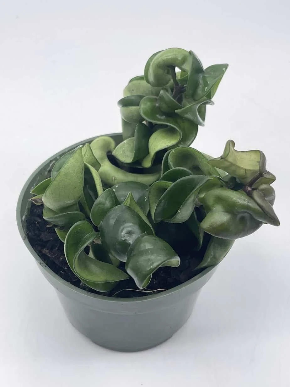 Hoya Hindu Rope Carnosa Compacta, Krinkle Kurl, Very Full 4" Potted Starter, Ready For 6" Pot, Honeyplant Waxplant Porcelain Flower 4 Hoya Hindu Rope Carnosa Compacta, Krinkle Kurl, Very Full 4" Potted Starter, Ready For 6" Pot, Honeyplant Waxplant Porcelain Flower - Image 2