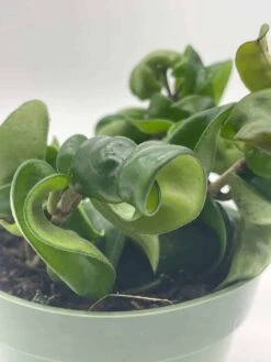 Hoya Hindu Rope Carnosa Compacta, Krinkle Kurl, Very Full 4" Potted Starter, Ready For 6" Pot, Honeyplant Waxplant Porcelain Flower 15 Hoya Hindu Rope Carnosa Compacta, Krinkle Kurl, Very Full 4" Potted Starter, Ready For 6" Pot, Honeyplant Waxplant Porcelain Flower -Cheap Plantly Store il fullxfull.3631304494 sysu