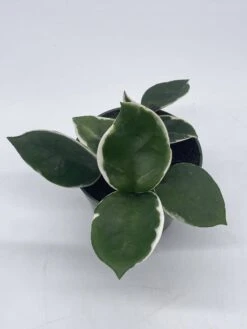 Variegated Hoya Carnosa Krimson Queen Very Full 4" Potted Starter, Ready For 6" Pot, Honeyplant Waxplant Porcelain Flower -Cheap Plantly Store il fullxfull.3631306822 2vm5