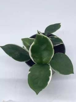 Variegated Hoya Carnosa Krimson Queen Very Full 4" Potted Starter, Ready For 6" Pot, Honeyplant Waxplant Porcelain Flower -Cheap Plantly Store il fullxfull.3631306832 hh05